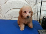 Tiny Toy Poodle Puppies - Poodle Dog