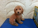 Tiny Toy Poodle Puppies - Poodle Dog