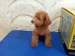 Tiny Toy Poodle Puppies - Poodle Dog