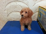 Tiny Toy Poodle Puppies - Poodle Dog