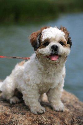 Ringo - Shih Tzu Dog