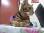 Tiger Gold - Bengal Cat