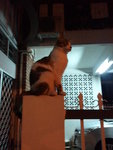 perching high on pillar