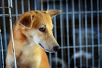 Foxy - Golden Retriever Mix Dog