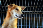 Foxy - Golden Retriever Mix Dog