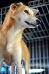 Foxy - Golden Retriever Mix Dog