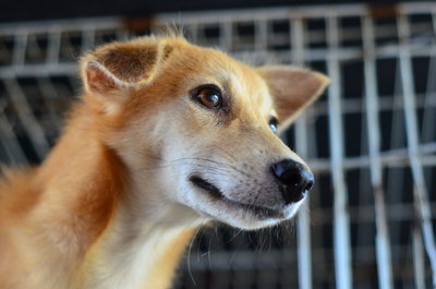 Foxy - Golden Retriever Mix Dog