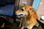 Foxy - Golden Retriever Mix Dog