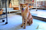 Foxy - Golden Retriever Mix Dog