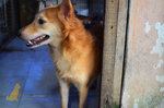 Foxy - Golden Retriever Mix Dog