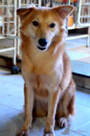 Foxy - Golden Retriever Mix Dog