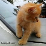 Tiger - Persian Cat