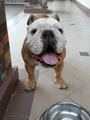 Toto - English Bulldog Dog