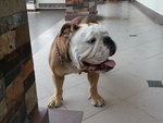 Toto - English Bulldog Dog