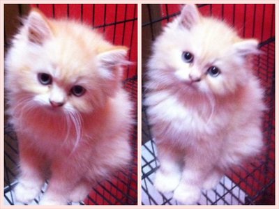 Persian Cat (Dlh) - Persian Cat