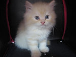 Persian Cat (Dlh) - Persian Cat