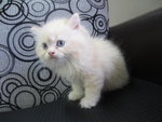 Persian Cat (Dlh) - Persian Cat