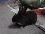 Blacky - Angora Rabbit Rabbit