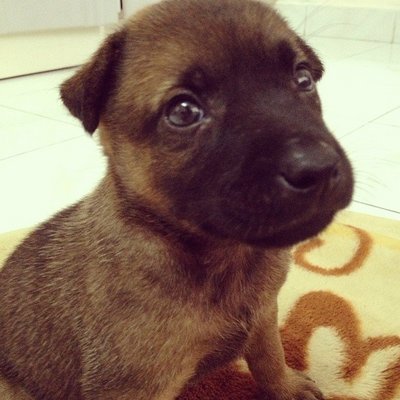 Brownie - Mixed Breed Dog