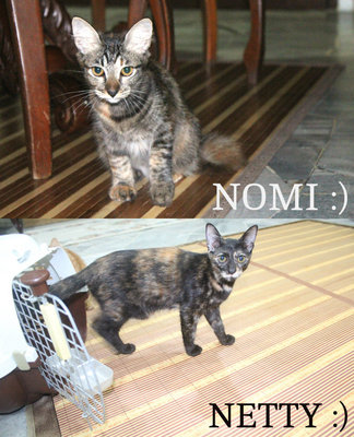 Nomi &amp; Netty - Somali + Domestic Short Hair Cat