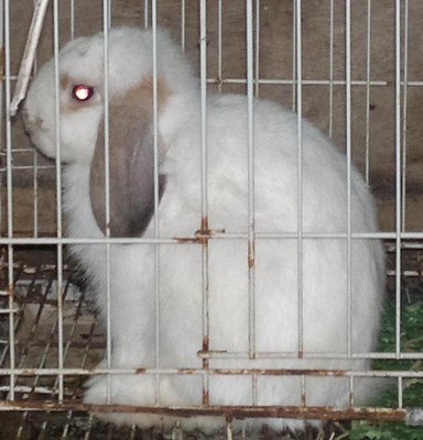 Holland Lop Hl Buck 1 - Holland Lop Rabbit