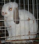 Holland Lop Hl Buck 1 - Holland Lop Rabbit