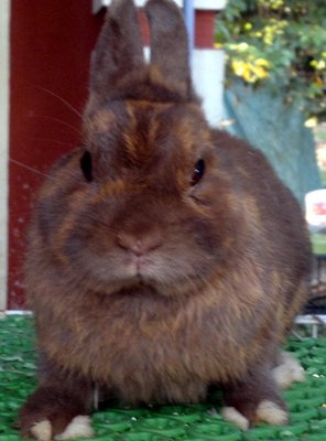 Netherland Dwarf Chocolate Rabbit - Netherland Dwarf Rabbit