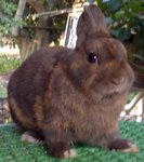 Netherland Dwarf Chocolate Rabbit - Netherland Dwarf Rabbit