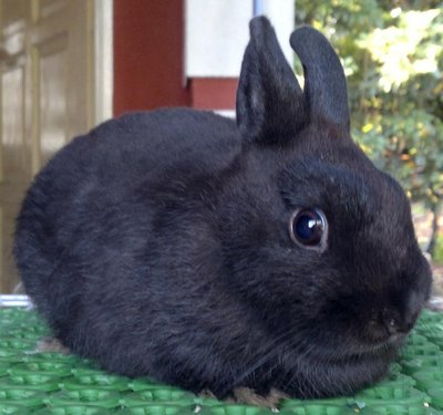 Netherland Dwarf Nd Rabbit 14 &amp; 15 - Netherland Dwarf Rabbit