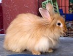 English Angora &amp; Angora Cross  - Angora Rabbit Rabbit