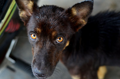 Jackson - Mixed Breed Dog