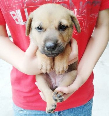 Babiess - Mixed Breed Dog