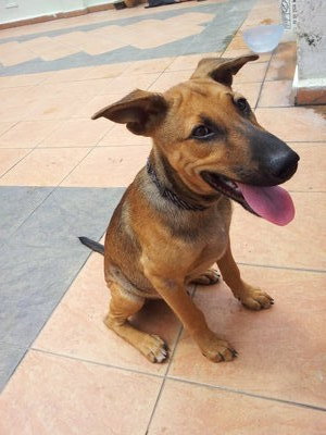 Lucky - Mixed Breed Dog