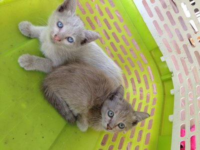 Blue Eyed Dolls - Tabby + Domestic Short Hair Cat