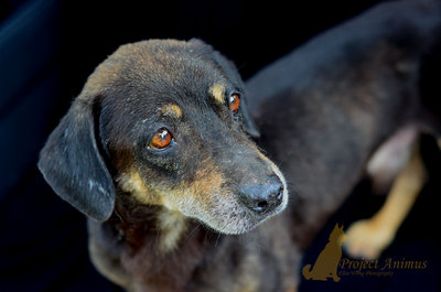 Kent - Dachshund Mix Dog