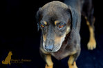 Kent - Dachshund Mix Dog