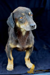 Kent - Dachshund Mix Dog