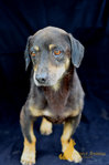 Kent - Dachshund Mix Dog