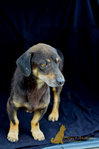 Kent - Dachshund Mix Dog