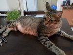 Javad - Domestic Short Hair Cat