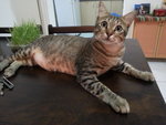 Javad - Domestic Short Hair Cat