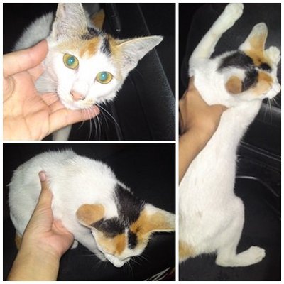 Manja - Calico Cat