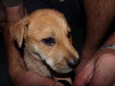 Benny - Mixed Breed Dog