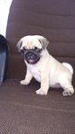 Pug - Pug Dog