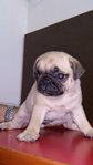 Pug - Pug Dog