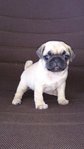 Pug - Pug Dog