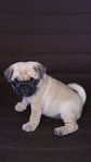 Pug - Pug Dog