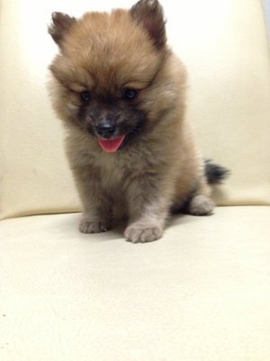 Orange Pomeranian Thick Fur Quality - Pomeranian Dog