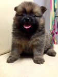 Orange Pomeranian Thick Fur Quality - Pomeranian Dog