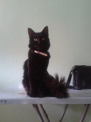 Preto Velvet - Domestic Medium Hair + Persian Cat